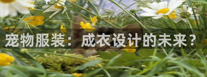 天辰娱乐黑人